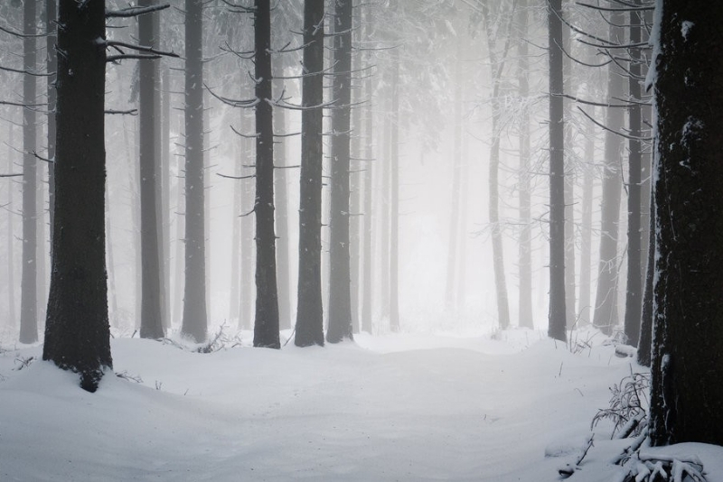 snow covered forest