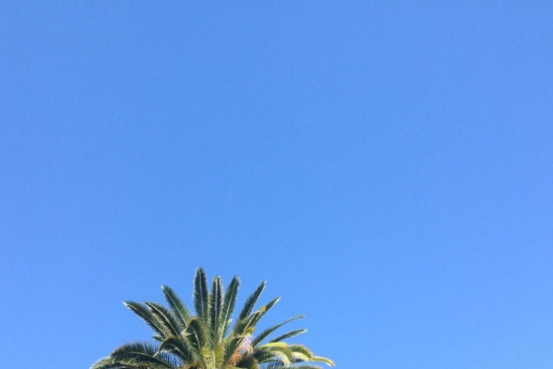 palm tree and blue sky